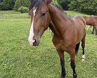 catch-stallion