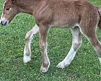 liver-chestnut-color-producer-horse