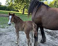 liver-chestnut-gvhs-filly
