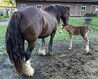 liver-chestnut-gvhs-horse