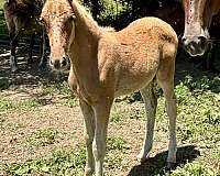 silb-kentucky-mountain-colt