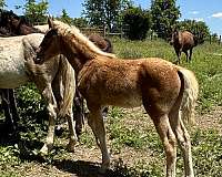 silb-foundation-horse