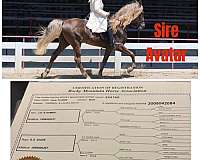 silb-flaxen-mane-horse