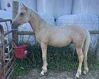 flaxen-mane-bashkir-curly-horse