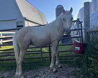 color-producer-bashkir-curly-horse