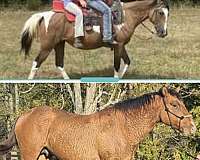 project-bashkir-curly-horse