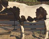 all-around-tennessee-walking-horse