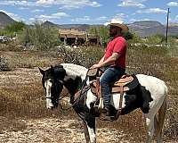 breeding-tennessee-walking-horse