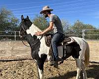 finished-tennessee-walking-horse