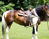 tobiano-trail-class-co-horse