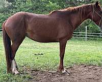 roan-white-project-horse