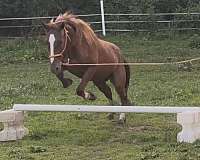 broke-to-ride-mustang-horse