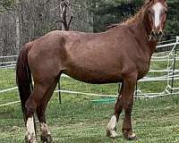 roan-white-mustang-mare