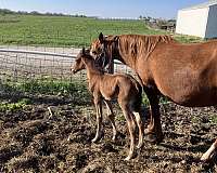 arabian-colt