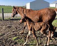 arabian-horse-for-sale