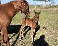 arabian-horse