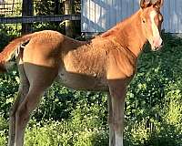 bay-chestnut-colt