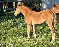 half-arabian-colt