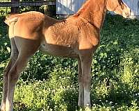 half-arabian-horse-for-sale