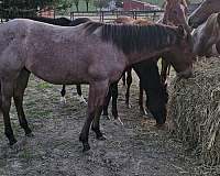streak-of-fling-horse
