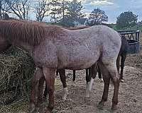 streak-of-fling-quarter-horse