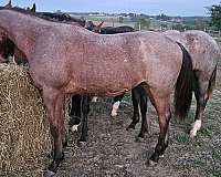 sun-frost-yearling