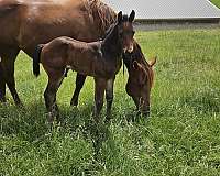 athletic-quarter-horse