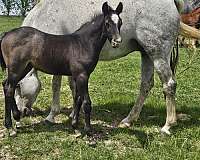 all-around-quarter-horse