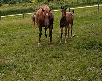 barrel-quarter-horse