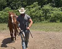 athletic-quarter-horse
