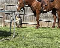 barrel-racing-quarter-horse