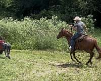 cutting-prospect-quarter-horse