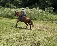 hazing-quarter-horse
