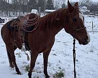 penning-quarter-horse