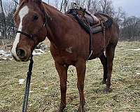 ranch-quarter-horse
