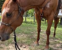 ranch-versatility-quarter-horse