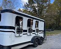 barrel-race-quarter-horse