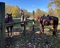 ranch-work-quarter-horse