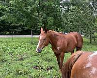 all-quarter-horse
