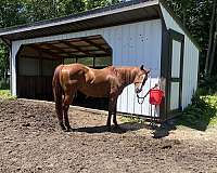 heading-quarter-horse