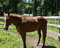 calf-roping-quarter-horse