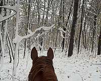 catch-quarter-horse