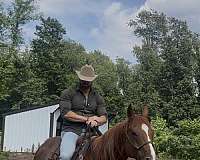 cutting-quarter-horse
