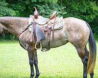 all-around-quarter-horse