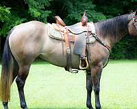 athletic-quarter-horse