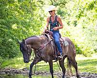 beginner-quarter-horse