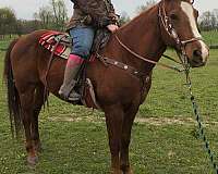blaze-on-face-horse