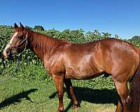 chestnut-blaze-on-face-horse