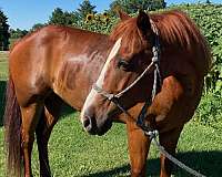 affordable-quarter-horse