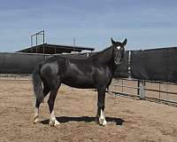 rf-lh-rh-stockings-horse